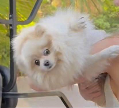 Image of NFT: Julia Dog