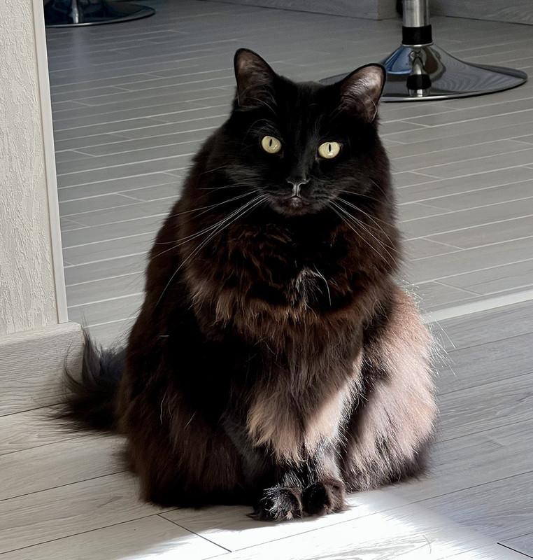 Image of NFT: Telegram's Cat